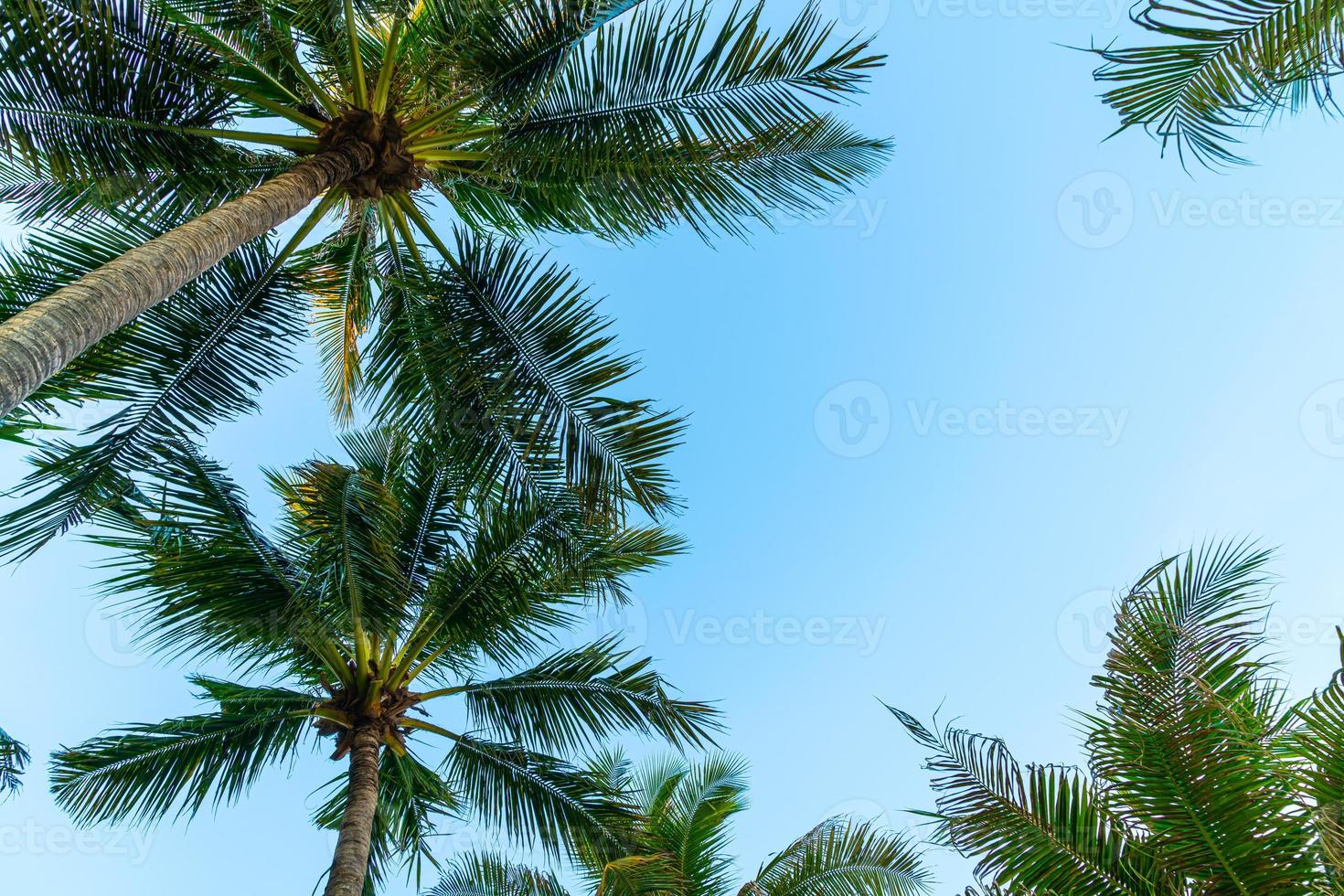 vacker kokospalm med blå himmel foto