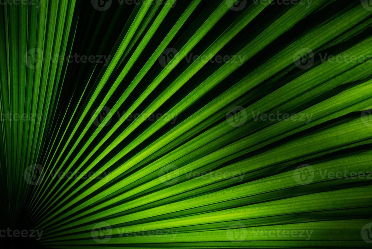 närbild bild av gröna blad av växten foto