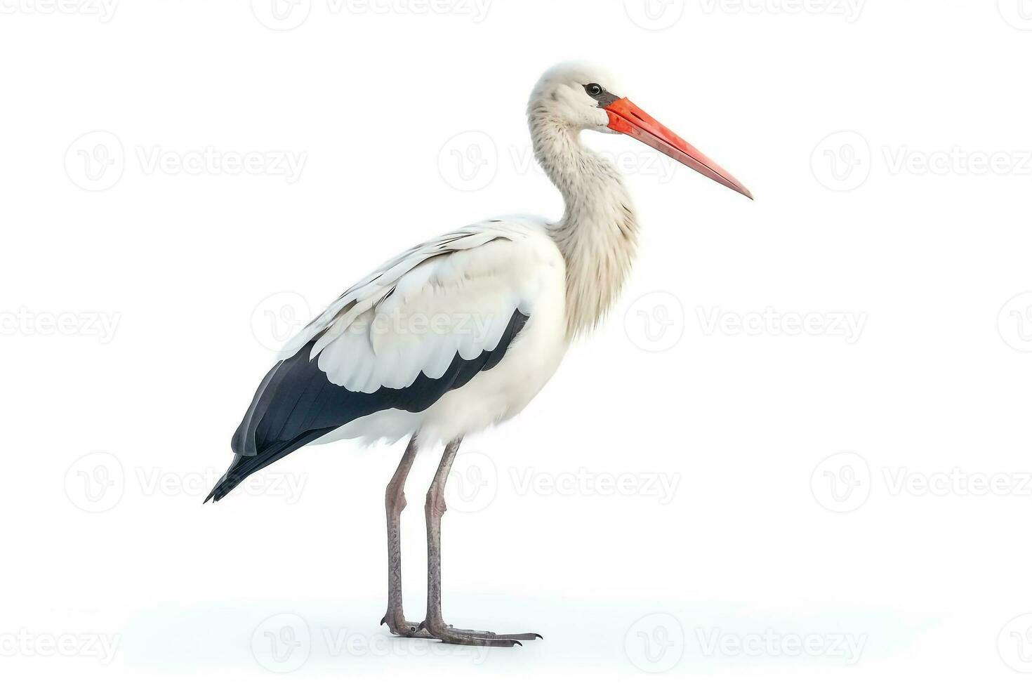 vit stork isolerat på vit bakgrund foto