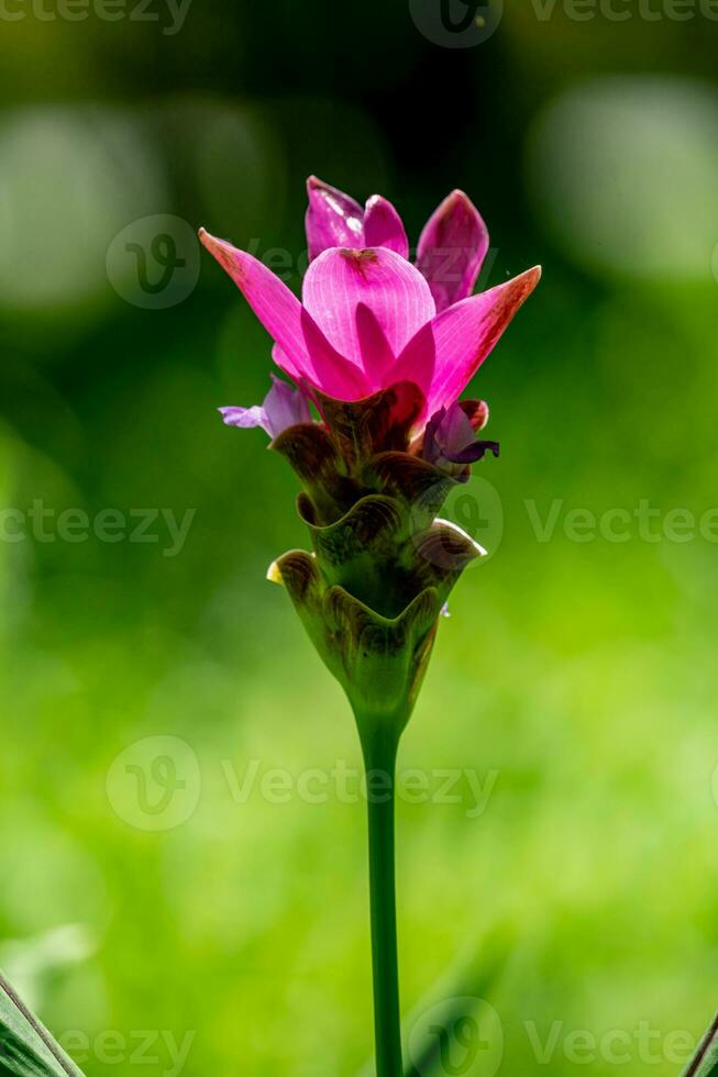 siam tulpan blomma blomning i de trädgård foto