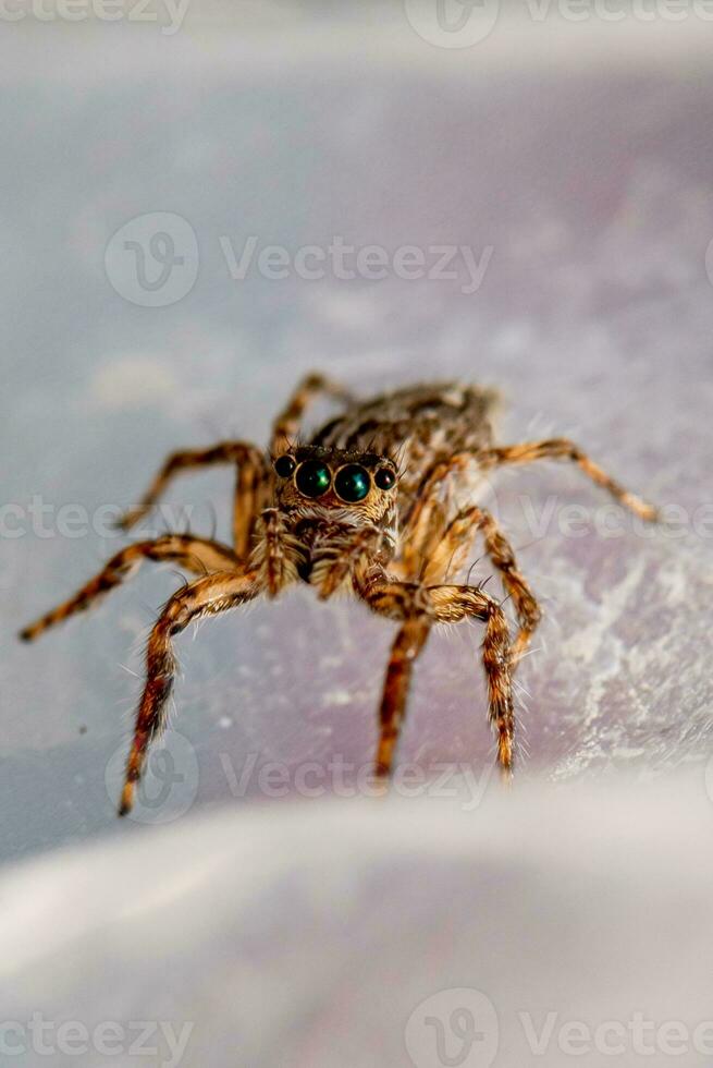 Hoppar Spindel krypande på de vägg foto