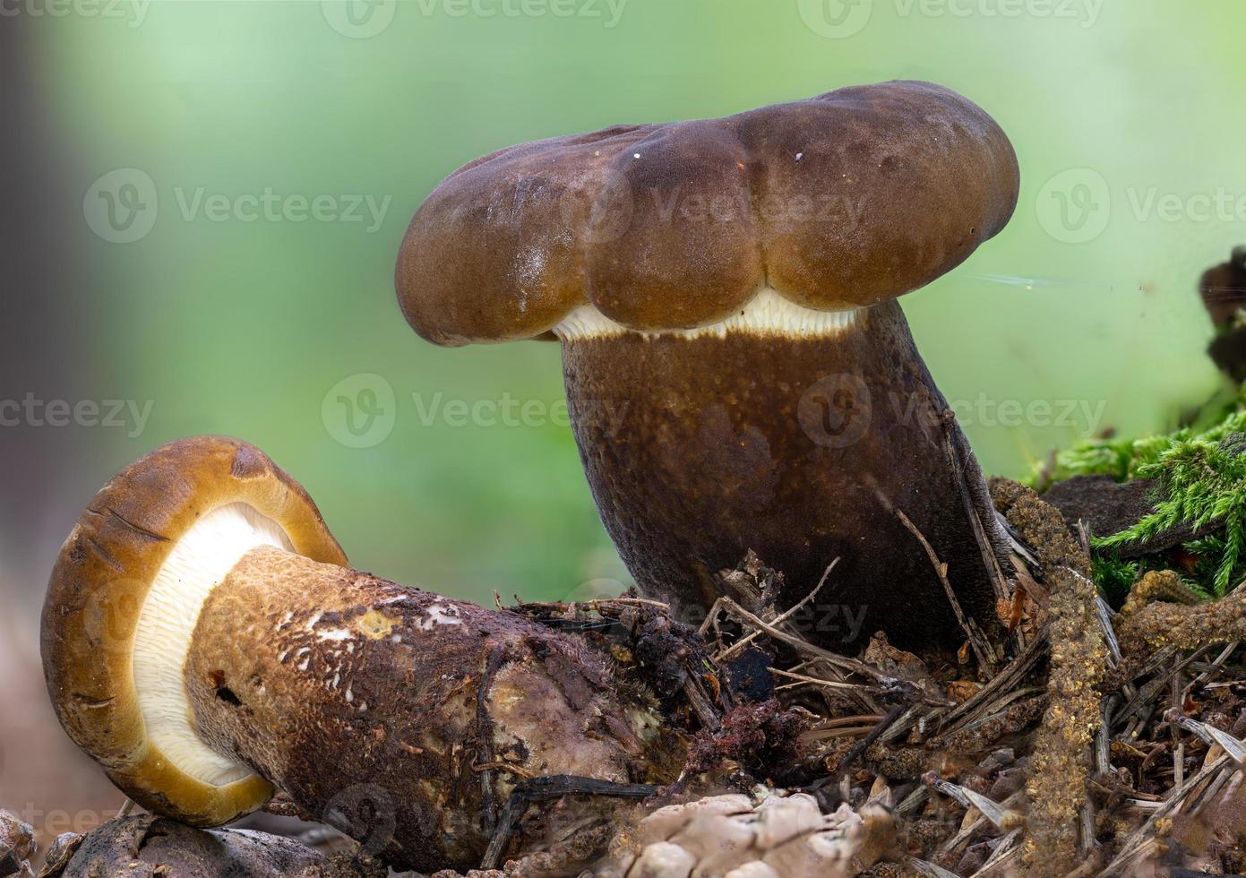 detaljvy av en ung brun ätlig svamp sotig mjölkkåpa i mossan foto