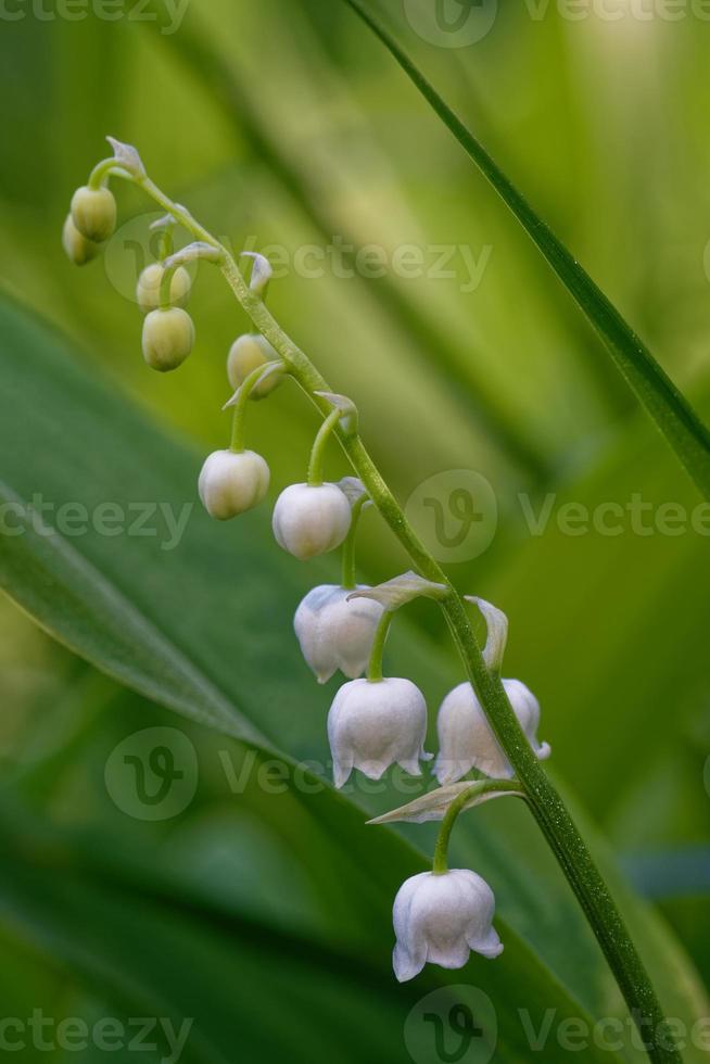 blommor av dallilja, convallaria majalis. foto