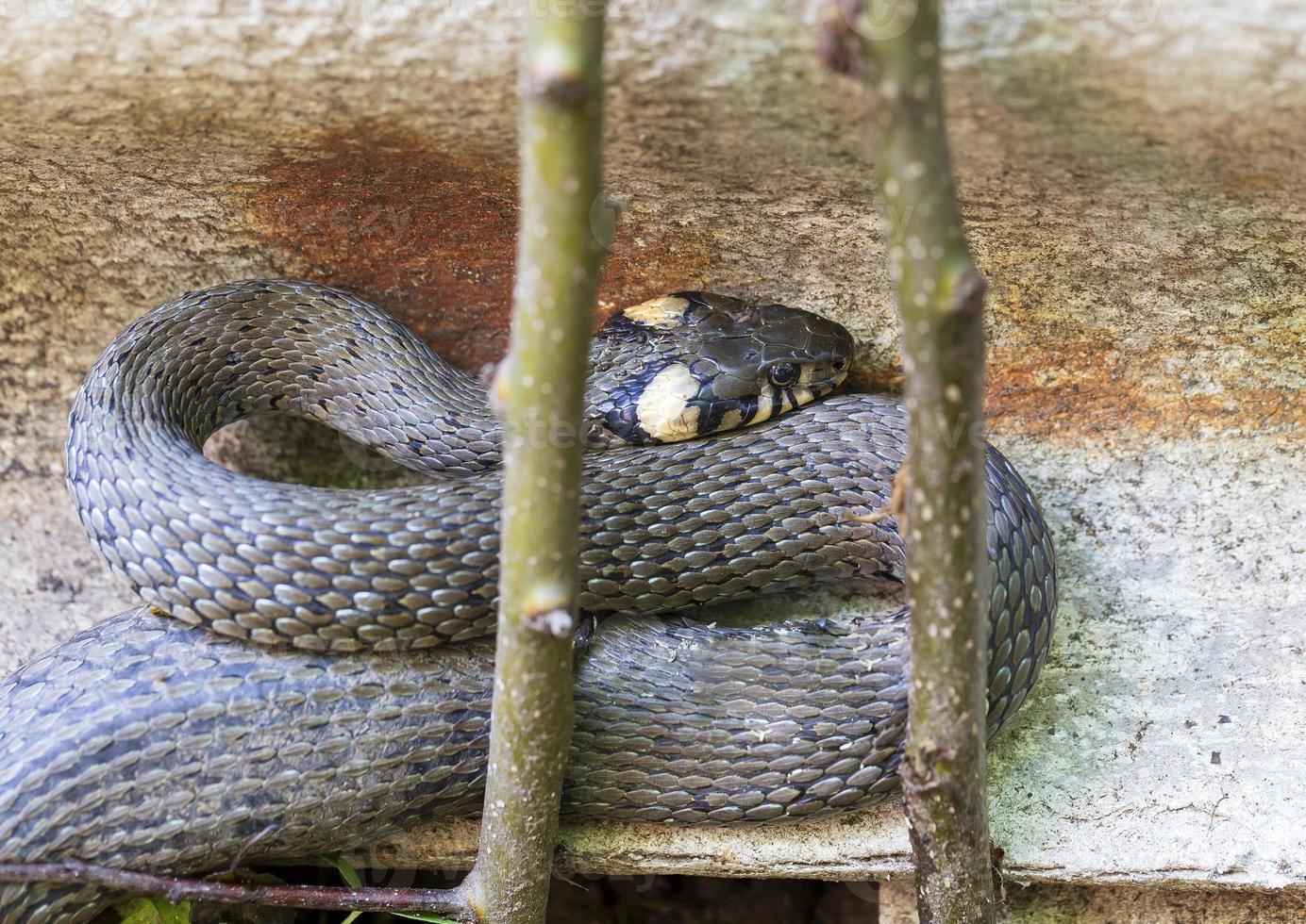 krage orm, gräs orm i naturen, natrix natrix foto