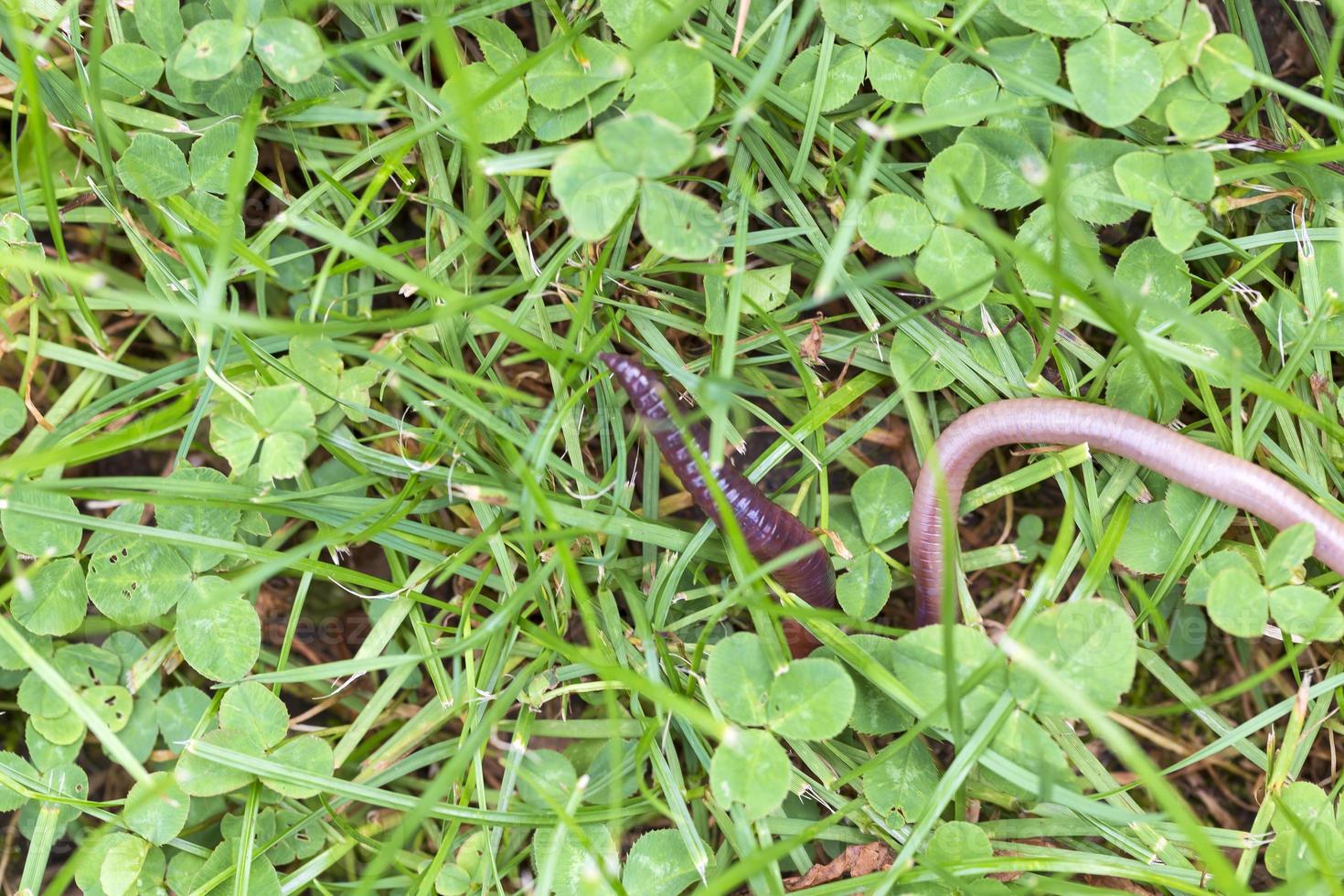 användbar daggmask i naturen foto