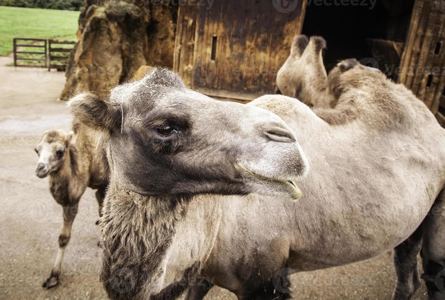 öken kamel djur foto