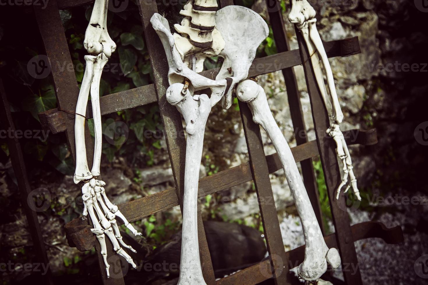 mänskligt skelettben foto