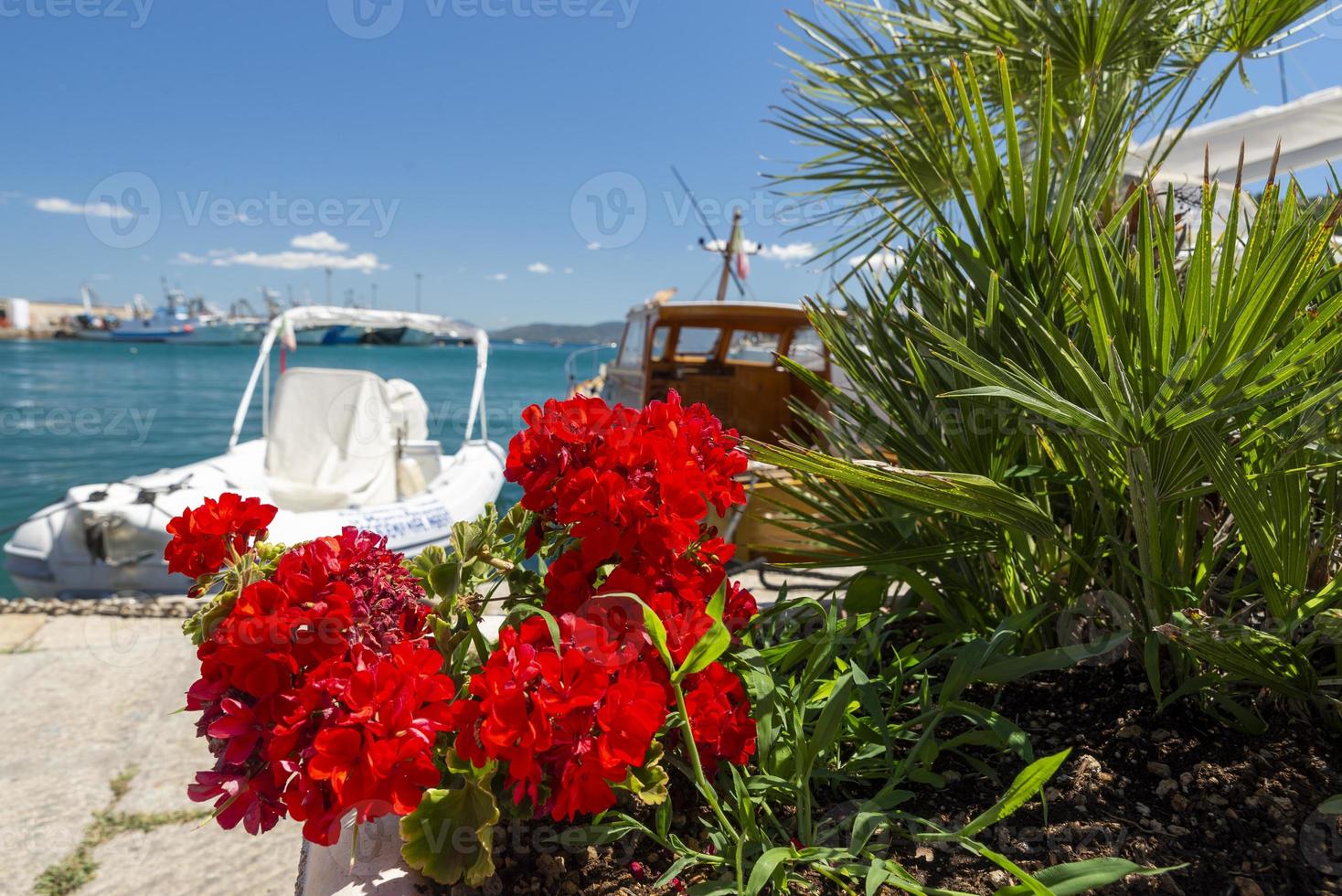 pelargon med båtar i bakgrunden i hamnen i Porto Santo Stefano foto