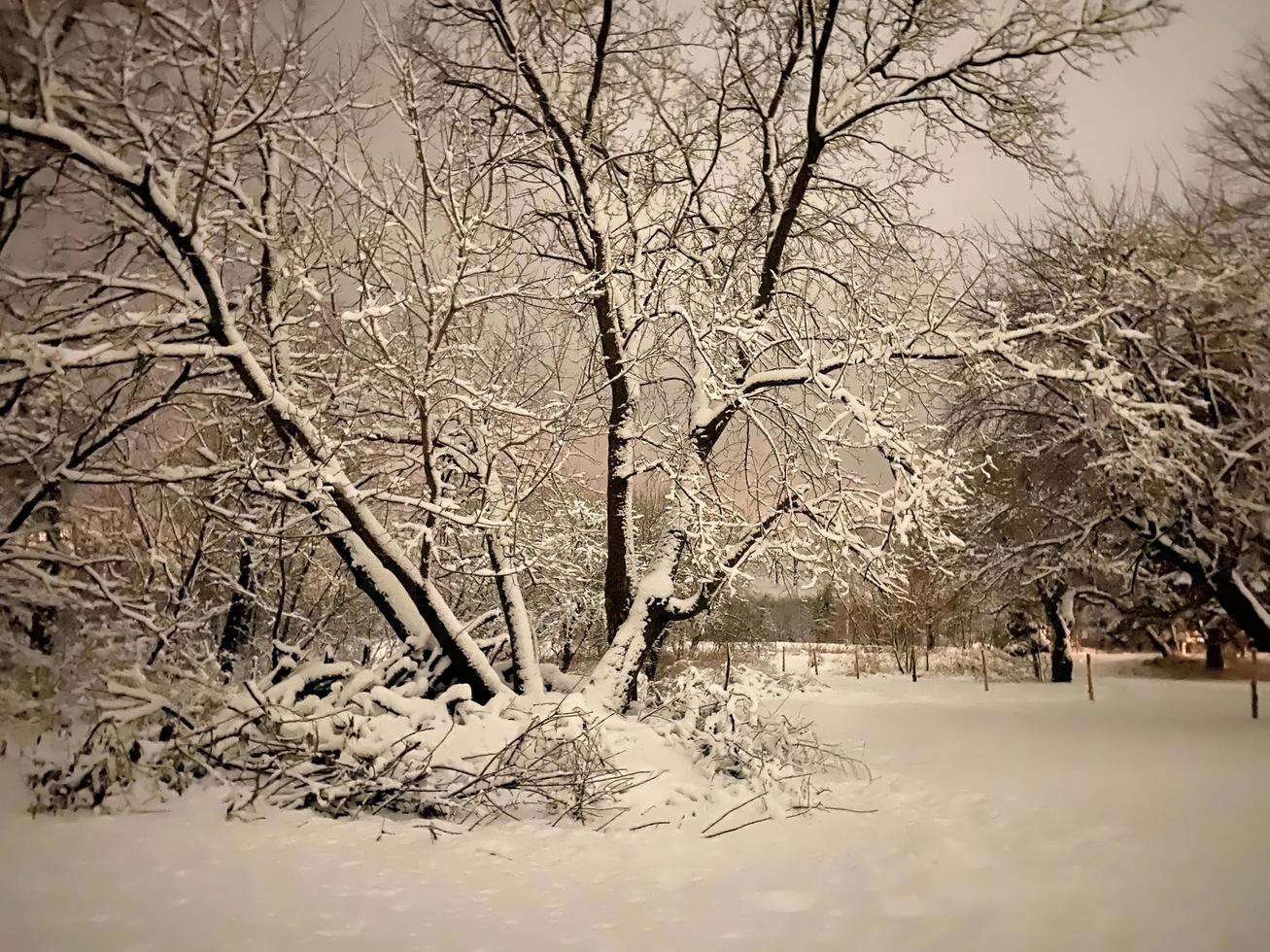 snöiga träd i slutet av dagen. foto