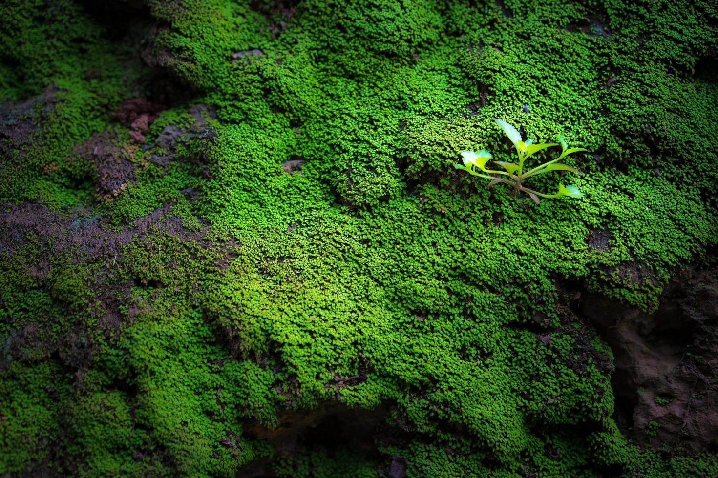 grönt gräs i cementblockbakgrund och textur foto