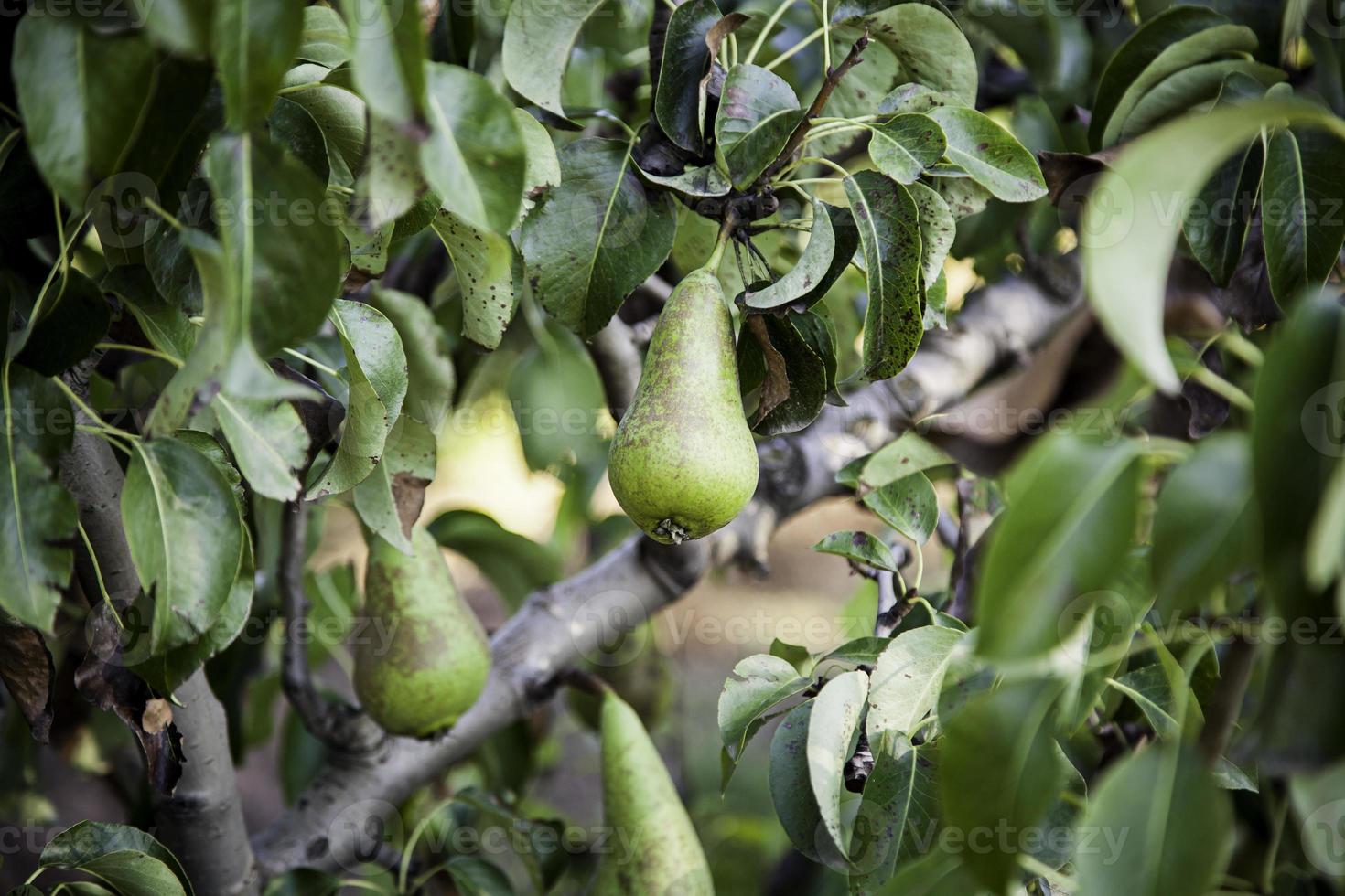 träd med gröna päron i naturen foto