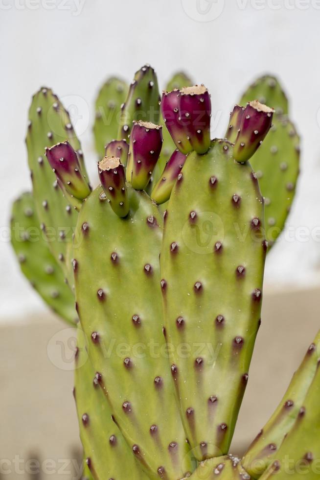 kaktus i detalj, portugal foto