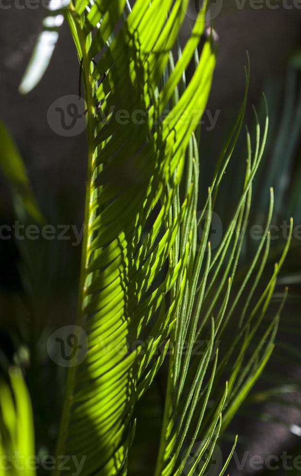 palmblad i en terrass trädgård i Madrid, Spanien foto