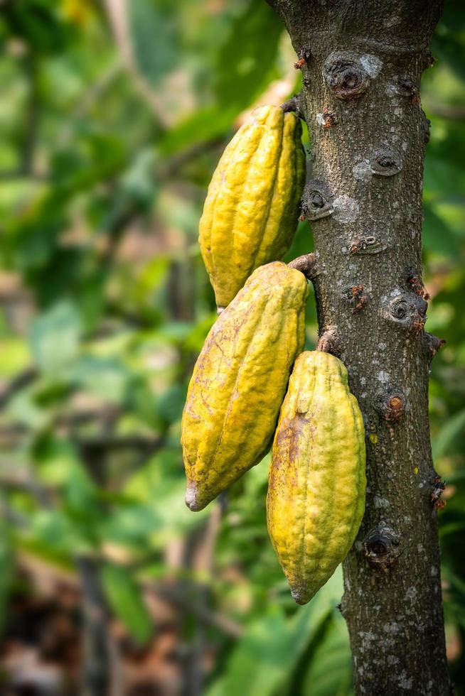 kakaoträd med kakaofrön i en ekologisk gård foto