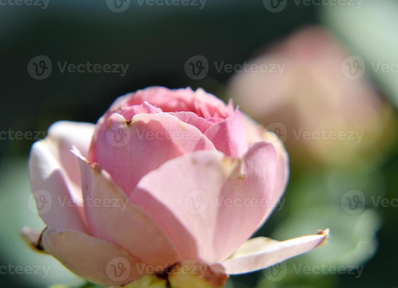 vild skönhet blomma med nektar blommar i fältet landsbygden foto