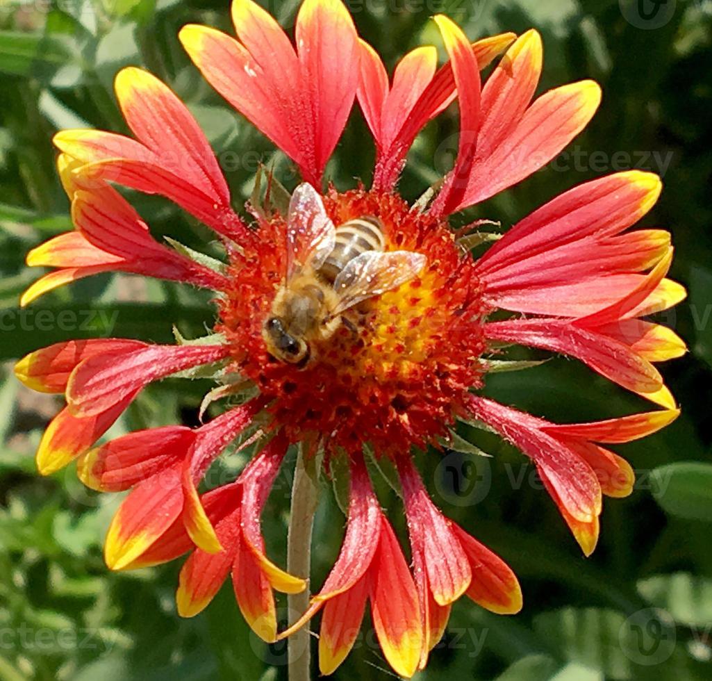 bevingat bi flyger långsamt till växten, samlar nektar för honung på privat bigård foto