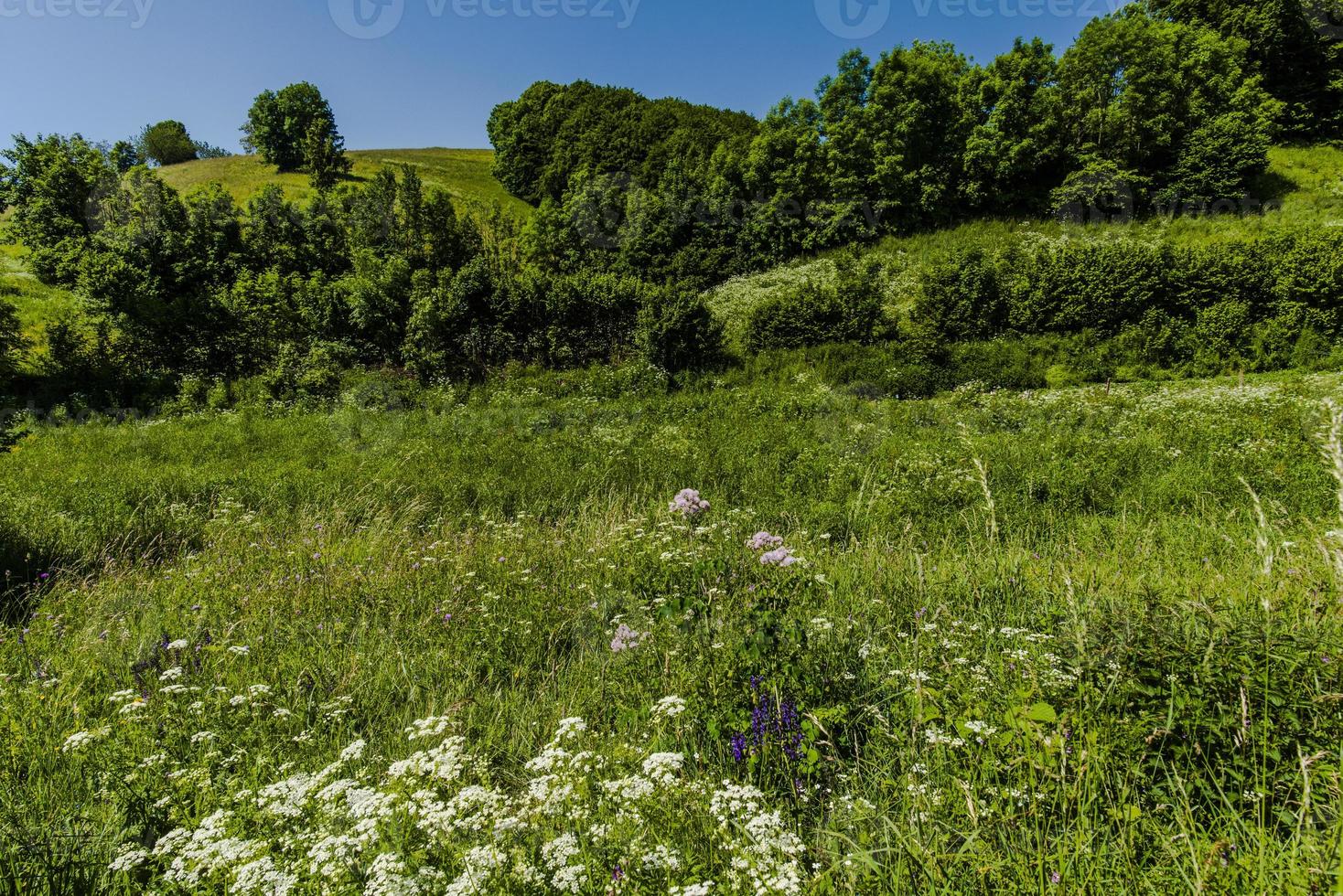 kullar och vårblommor foto