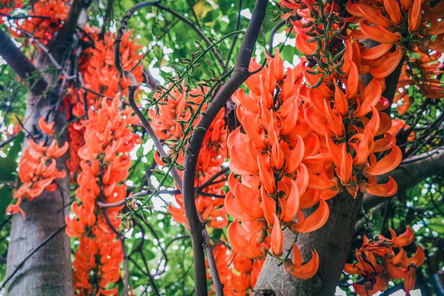 närbild nya guinea ranka eller röd jade vinstockar, orange blommor. foto