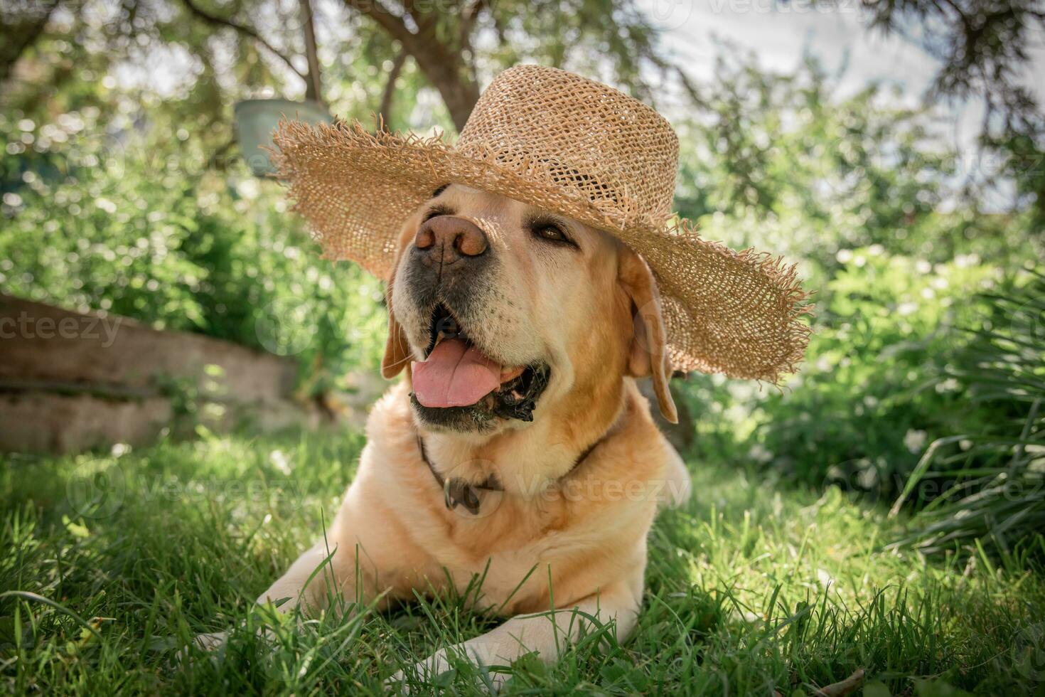 skön labrador i hatt lögner på de gräs foto