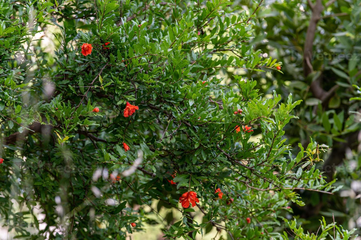 blommande granatäppleväxter foto