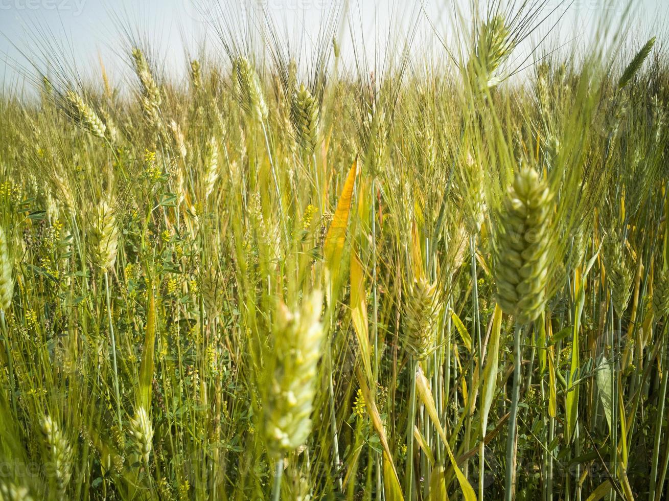 grönt vetefält nära skott foto