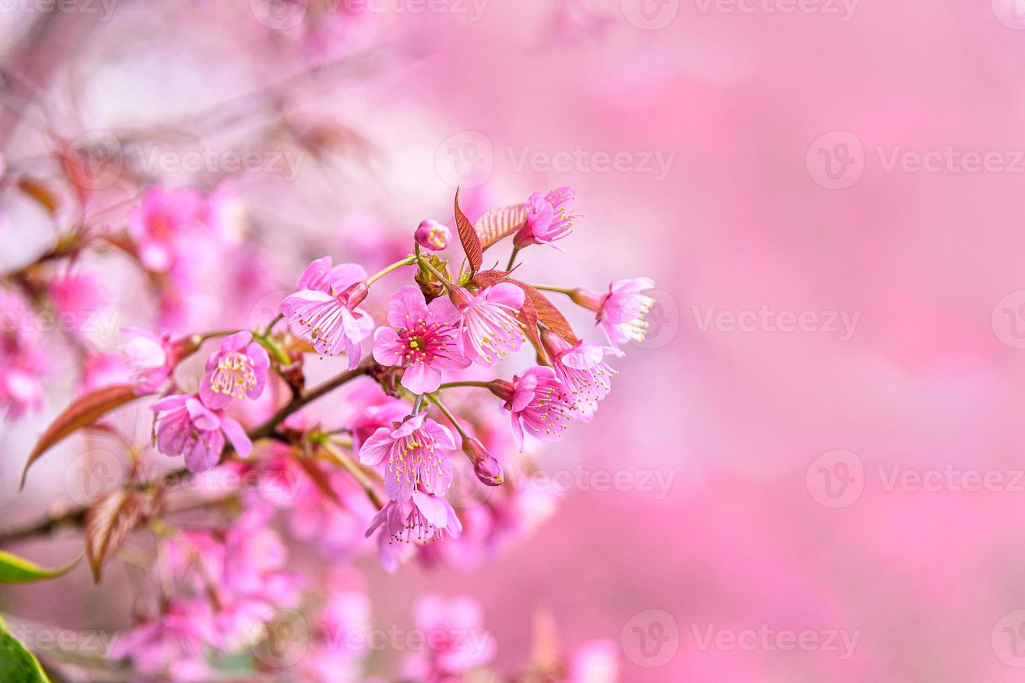 blomning av vild himalayan körsbär, prunus cerasoides eller jätte tiger blomma. foto