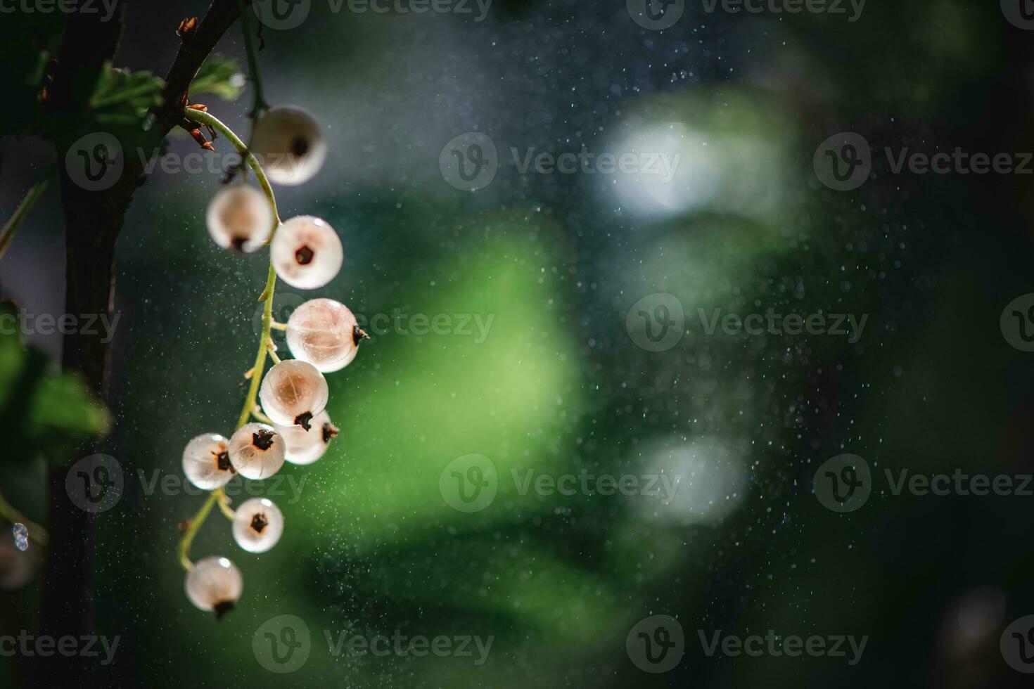 vit vinbär växer på en buske i trädgård. mogen och saftig vit vinbär bär på de gren, närbild. foto
