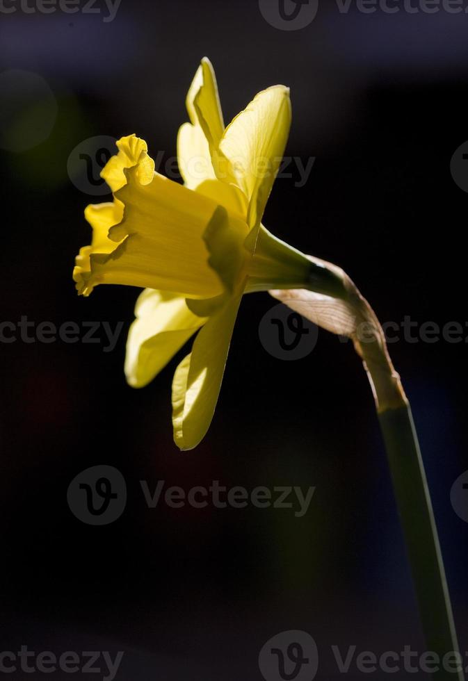 gul påsklilja blomma på våren, Spanien foto