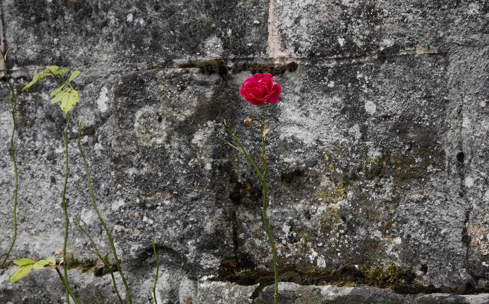 en röd ros framför en stenmur i Frankrike foto