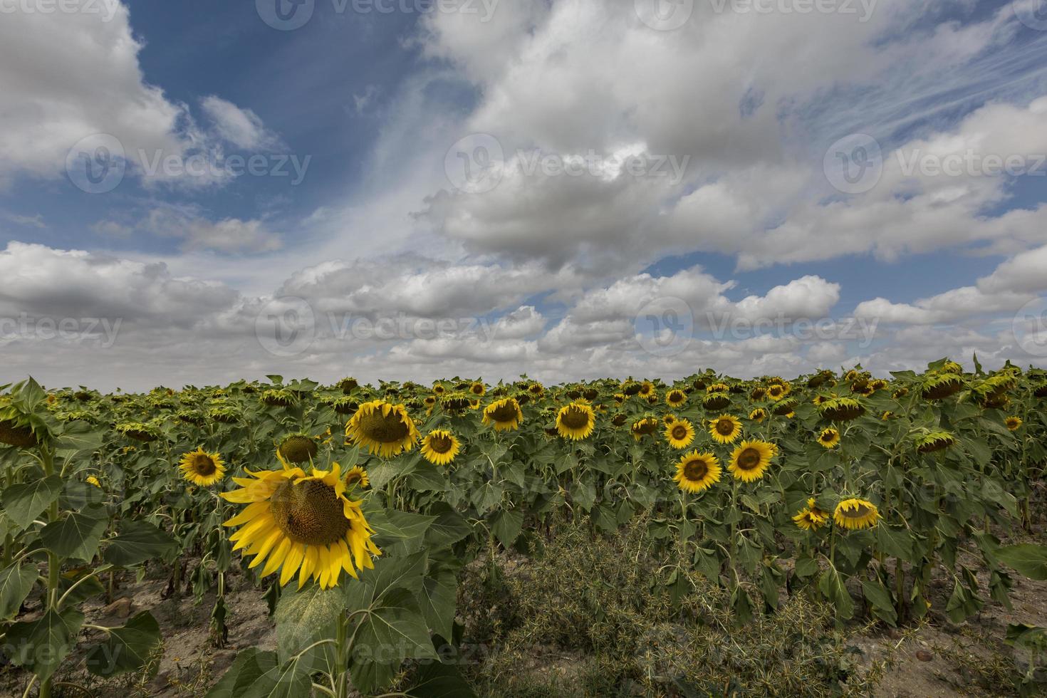 fält av solrosor i Valladolid-provinsen, Castilla y Leon, Spanien foto