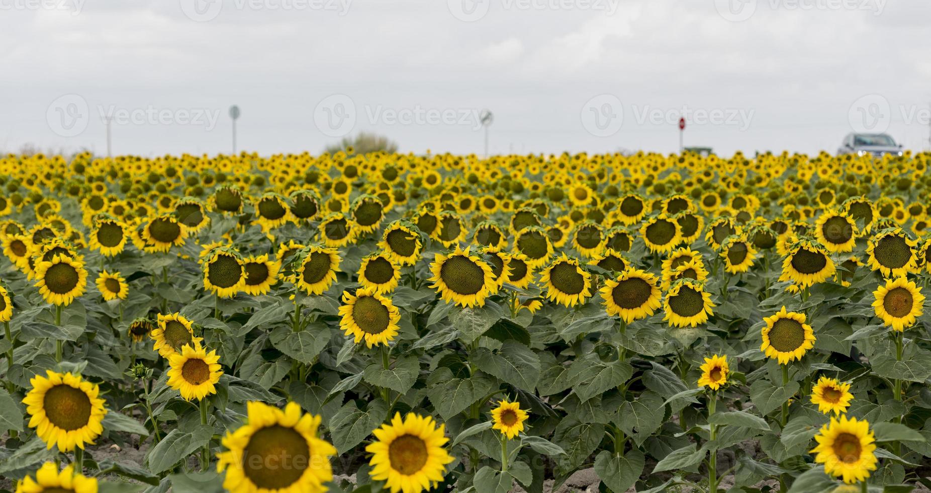 fält av solrosor i Valladolid-provinsen, Castilla y Leon, Spanien foto