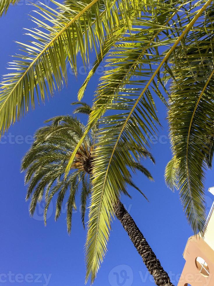 palmer under den blå himlen, comunidad valenciana, spanien foto