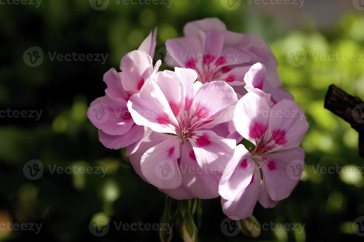 detaljer av pelargonblommor i en trädgård i Madrid, Spanien foto