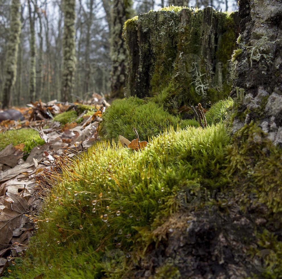 mossa, en skyddad art, i Sierra de Madrid, Spanien foto