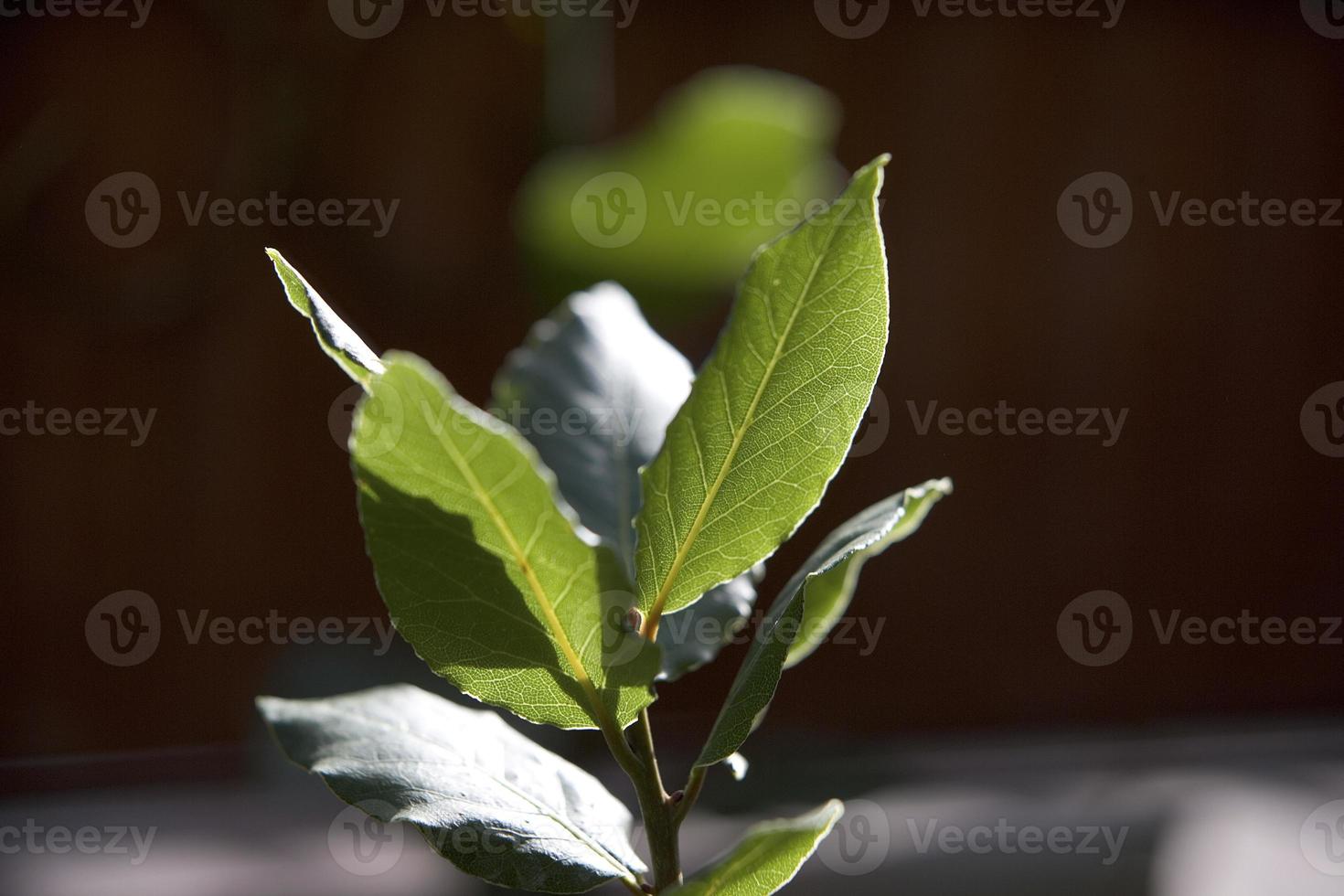 detaljer om lagerblad. Madrid, Spanien foto