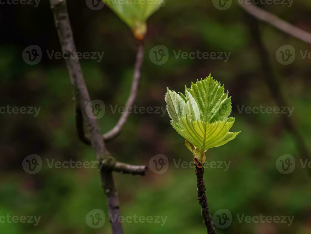 närbild av de knoppar, stam och små ung grön löv av sorbus latifolia. solig vår dag . foto