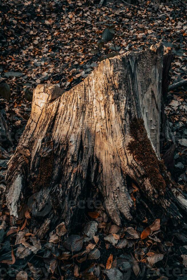 stänga upp lättnad textur av träd bark begrepp Foto. Foto av ek textur.
