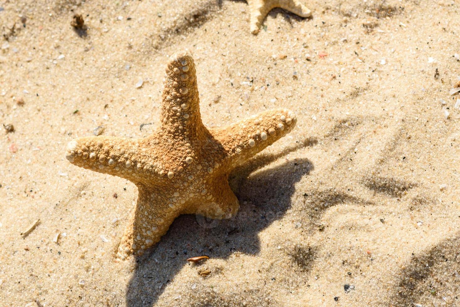 havsstjärna på sanden på havet en varm sommardag foto