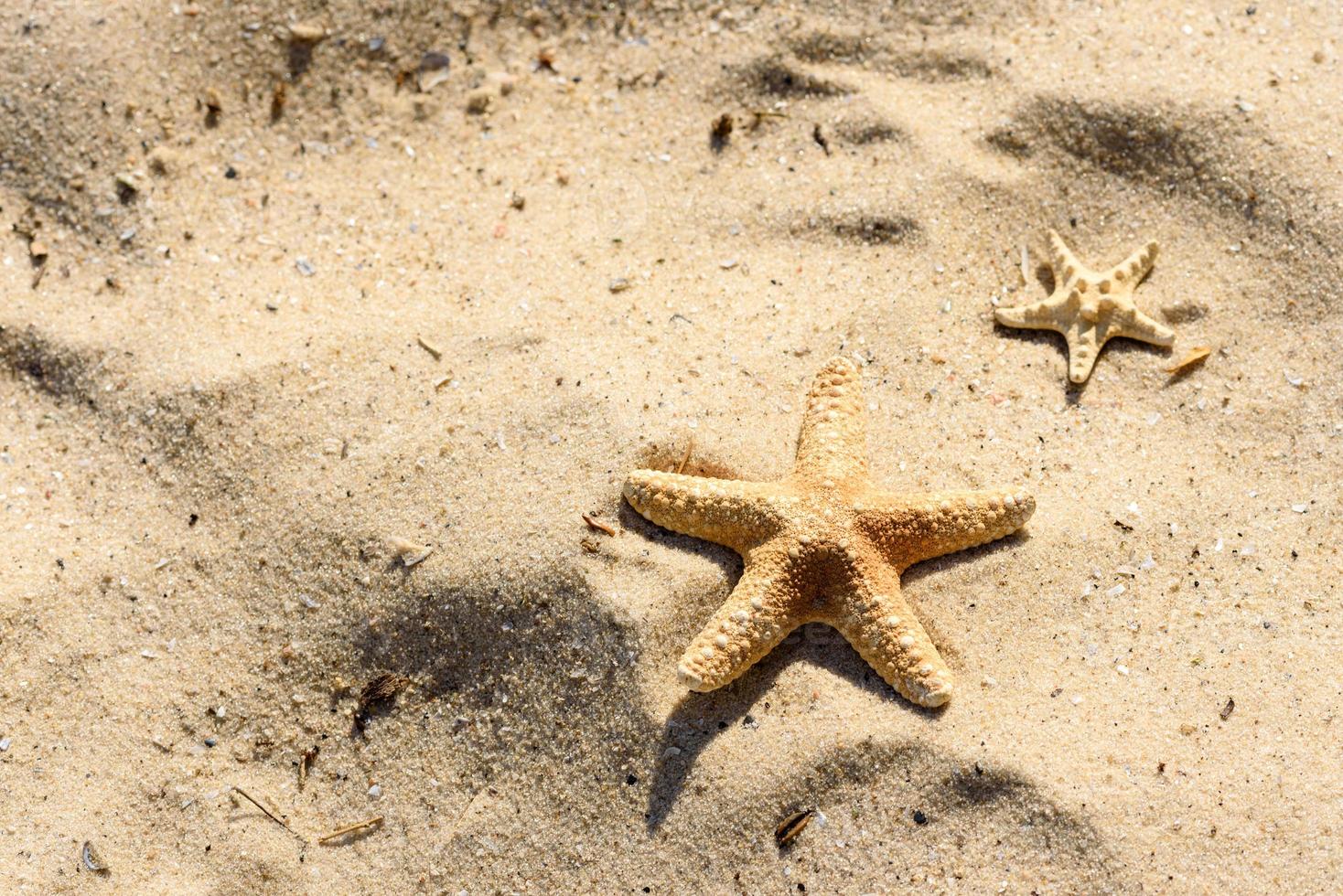 havsstjärna på sanden på havet en varm sommardag foto