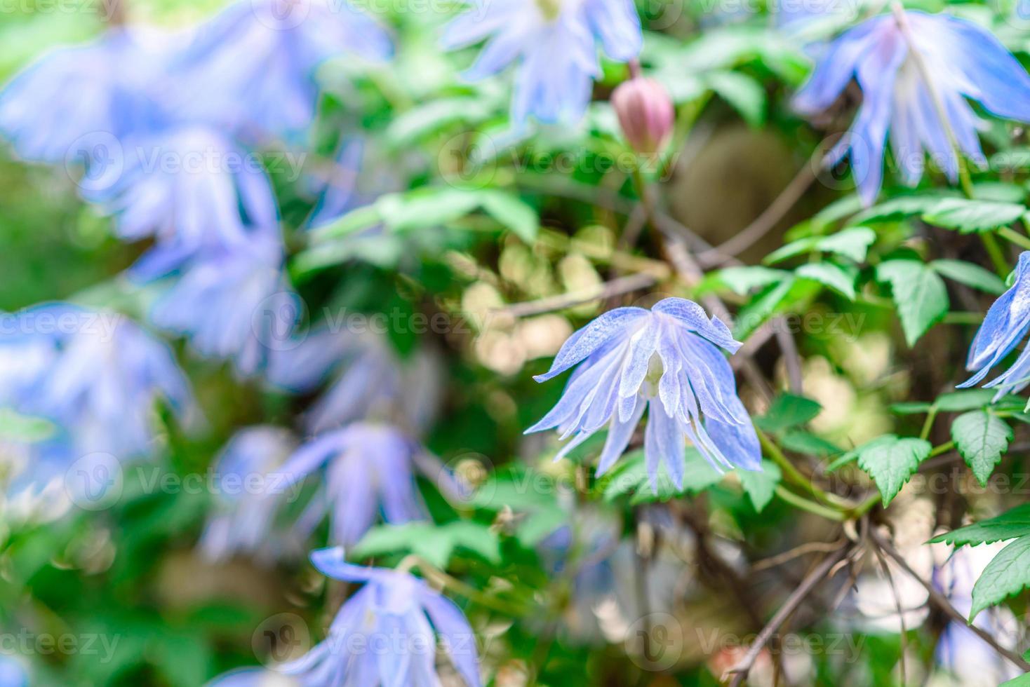vackra blå blommor mot bakgrund av gröna växter. sommar bakgrund foto