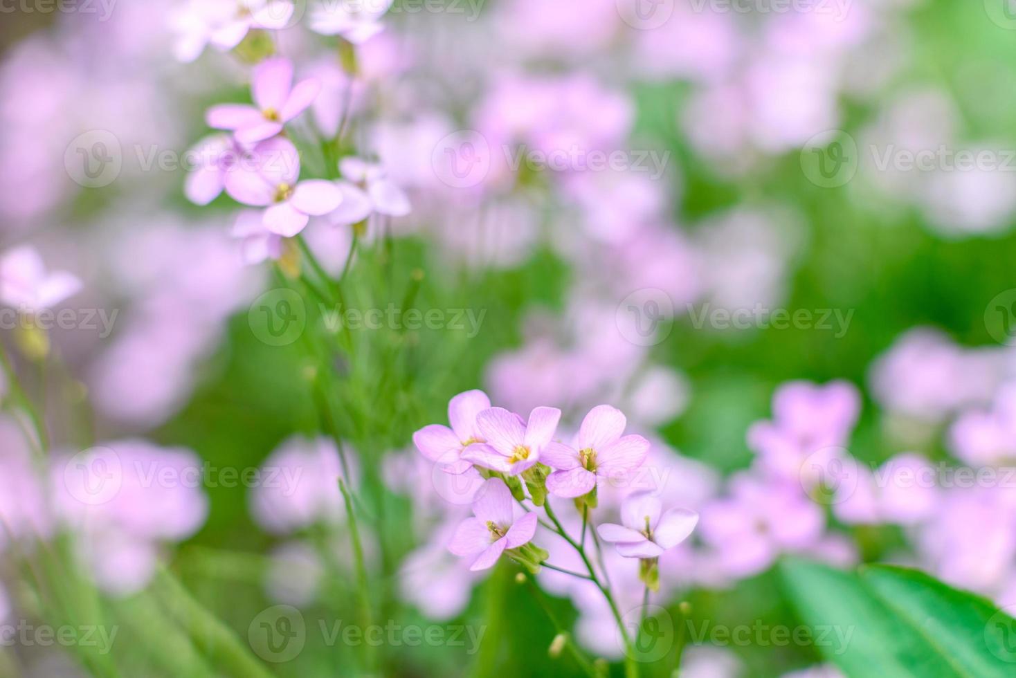 vackra rosa blommor mot bakgrund av gröna växter. sommar bakgrund. mjukt fokus foto