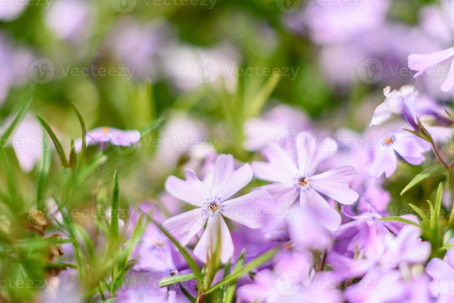 vackra rosa blommor mot bakgrund av gröna växter. sommar bakgrund. mjukt fokus foto