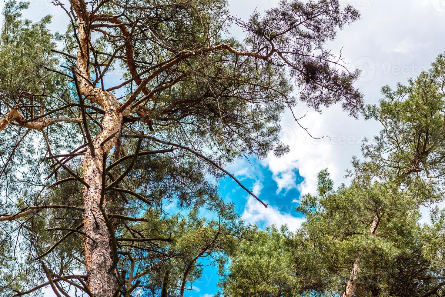 vacker skog med höga tallar utanför staden på en varm sommardag foto