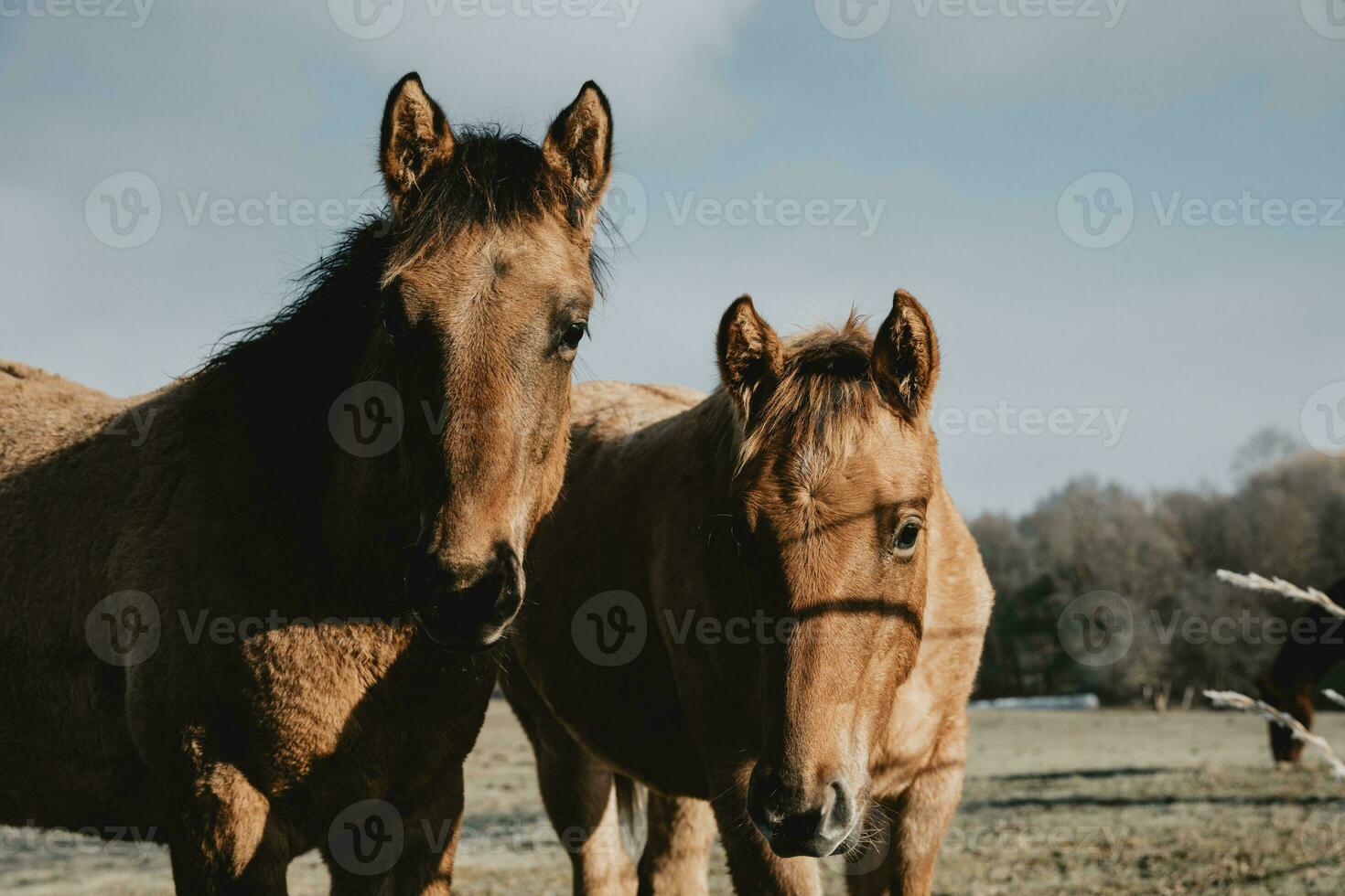 två brun nyfiken föl på höst bete stirrande på kamera foto