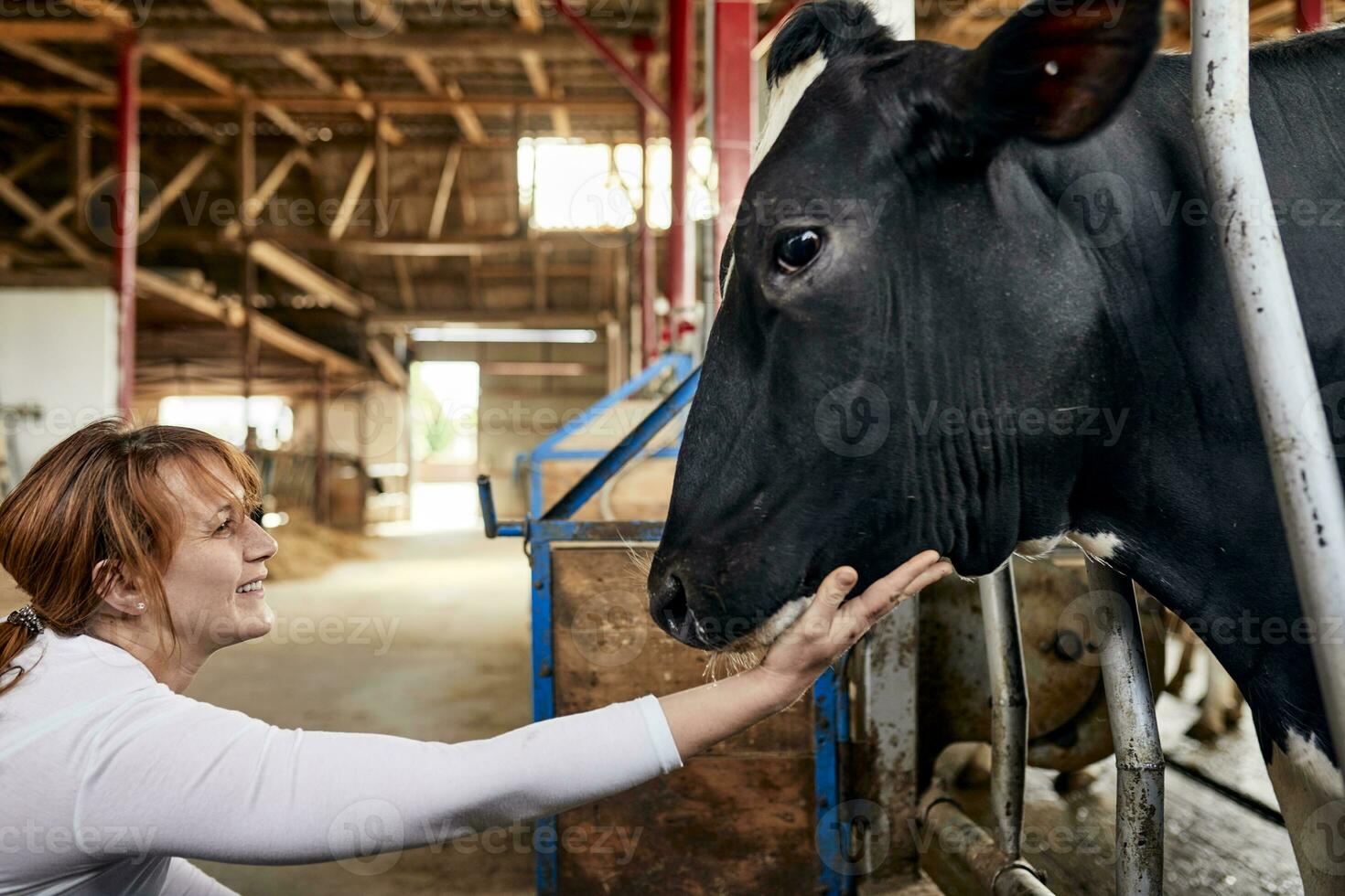 leende kvinna jordbrukare strök svart ko i mejeri bruka foto