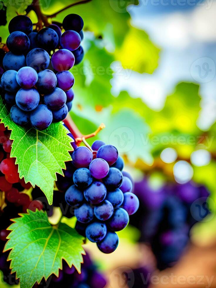 knippa av röd vin vindruvor i vingård. stänga upp. generativ ai. foto