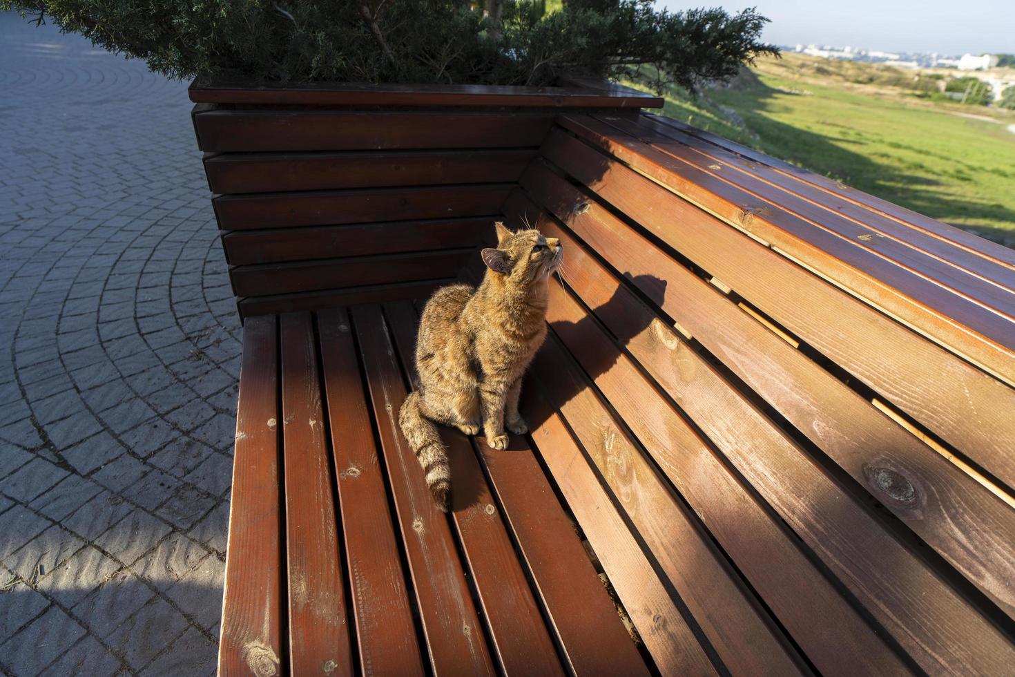 landskap med en röd katt på en träbänk foto