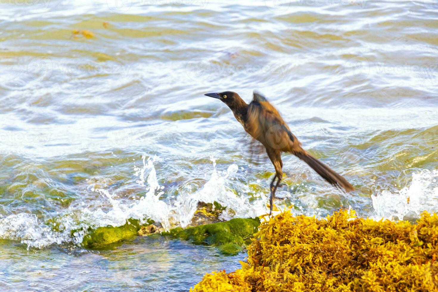 storstjärtad skratta fågel fåglar äter sargazo på strand Mexiko. foto