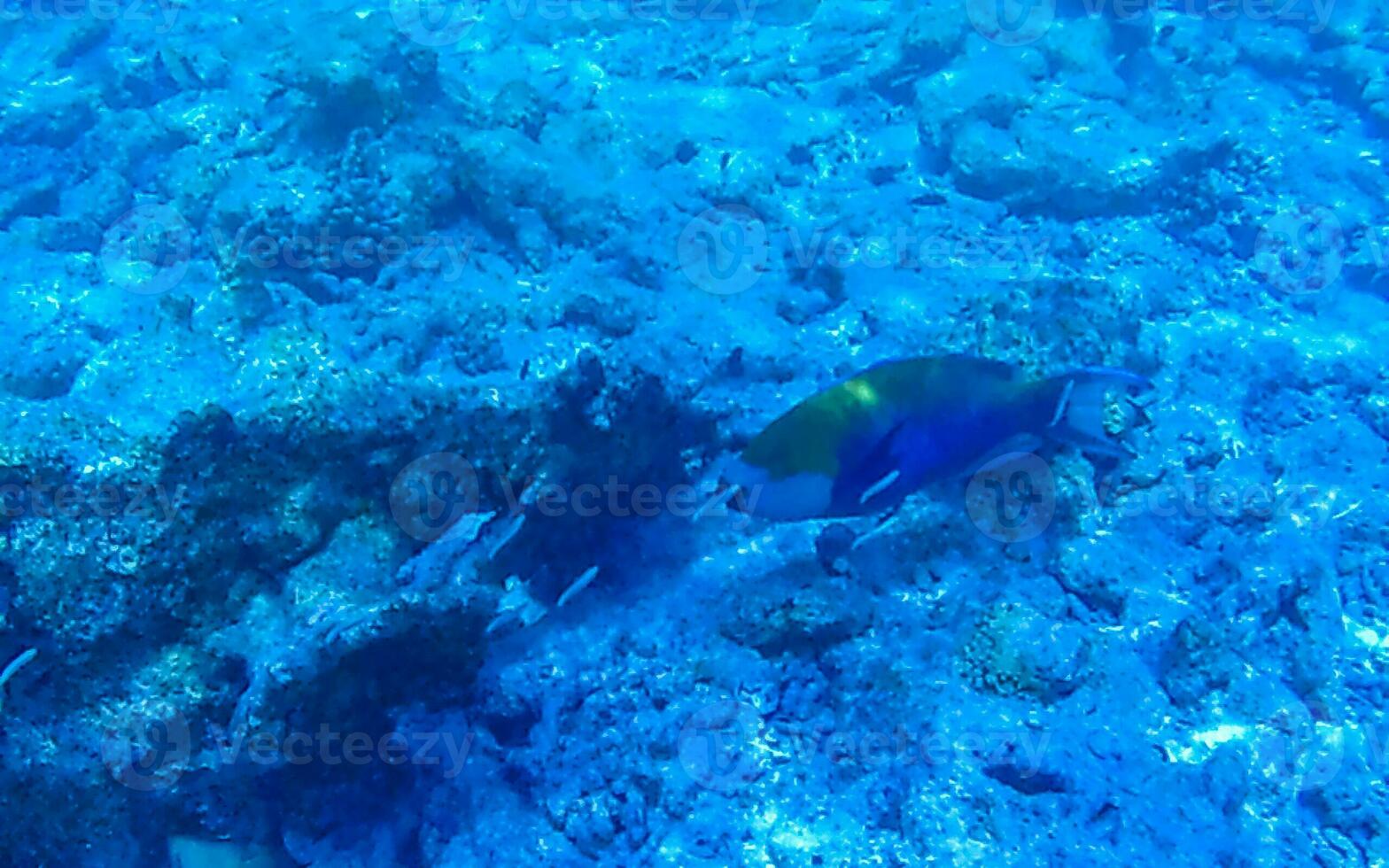 snorkling under vattnet visningar fisk koraller turkos vatten rasdhoo ö maldiverna. foto