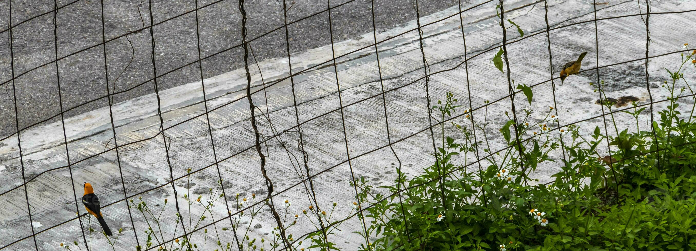 tropisk karibiska gul orange fåglar papegojor exotisk natur strand Mexiko. foto